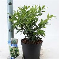 Sarcococca confusa, pot 17 cm, h 25 cm - afbeelding 2