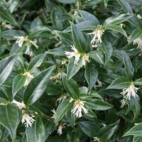 Sarcococca confusa, pot 17 cm, h 25 cm - afbeelding 3