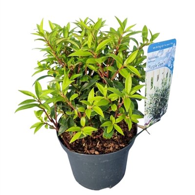 Sarcococca Purple Gem, pot 19 cm, h 25 cm