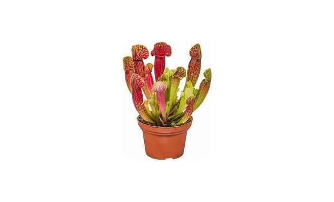 Sarracenia, pot 12 cm, h 30 cm