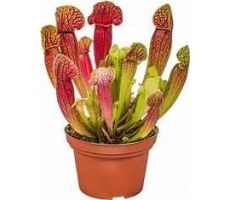 Sarracenia, pot 12 cm, h 30 cm