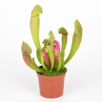 Sarracenia, pot 8,5 cm, h 15 cm