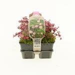 Saxifraga Pixiie rose, 6 pack - afbeelding 1