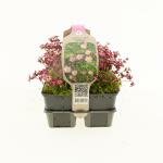 Saxifraga Pixiie rose, 6 pack - afbeelding 3