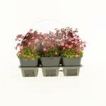 Saxifraga Pixiie rose, 6 pack - afbeelding 3