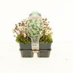 saxifraga white pixie, 6 pack - afbeelding 1