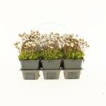 saxifraga white pixie, 6 pack - afbeelding 3