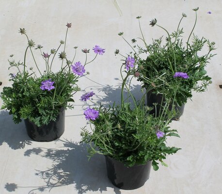 Scabiosa colum 'Butterfly Blue'