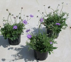 Scabiosa colum 'Butterfly Blue'