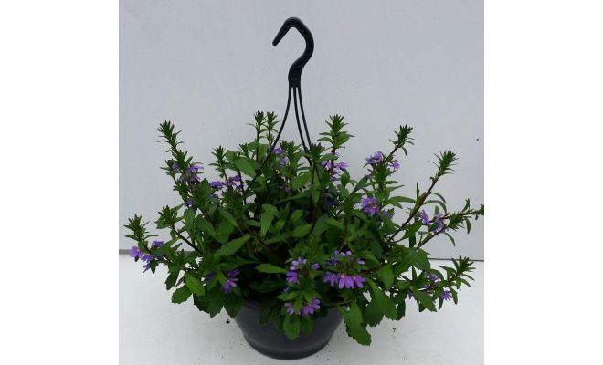 scaevola hangpot blue p23