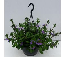 scaevola hangpot blue p23