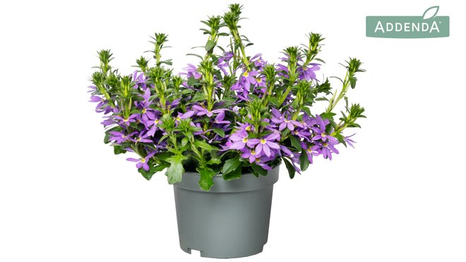 Scaevola p 23