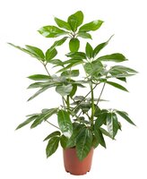 Schefflera actin. 'Amate, pot 24 cm, h 100 cm