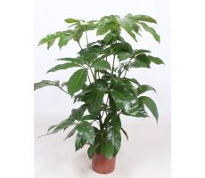 Schefflera Amate (Vingersboom), pot 24 cm, h 90 cm