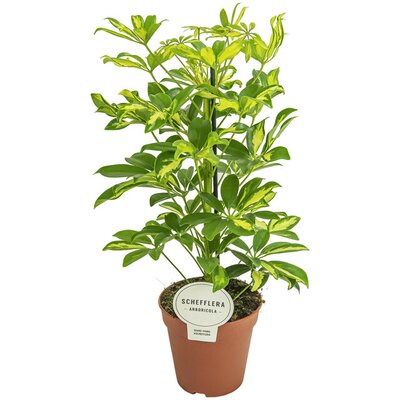 Schefflera arbor. 'Gerda, pot 21 cm, h 50 cm