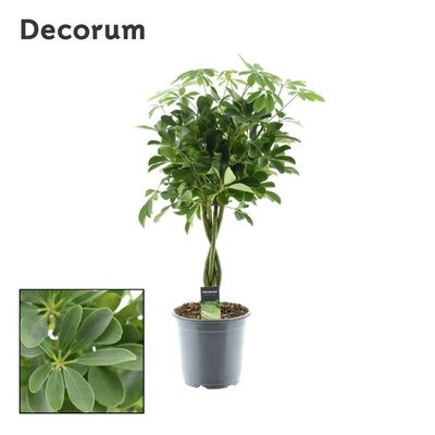 Schefflera arbor. 'Nora, pot 21 cm, h 50 cm