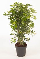 Schefflera Gold Capella bush(vingersboom), pot 27 cm, h 110 cm