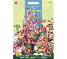 Schizanthus wisetonensis angel 0.5g - afbeelding 2