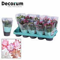 Schlumbergera mix, pot 13 cm, h 25 cm - afbeelding 4