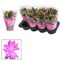 Schlumbergera 'Naomi, pot 13 cm, h 25 cm