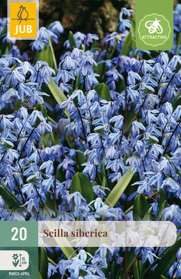 Scilla siberica, 20 stuks