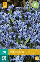 Scilla siberica 20 stuks