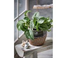 Scindapsus Pictus Trebie, hangpot 14 cm - afbeelding 2