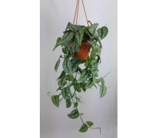 Scindapsus Pictus Trebie, hangpot 14 cm - afbeelding 3