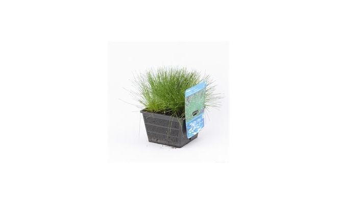 Scirpus cernuus P18 - afbeelding 1