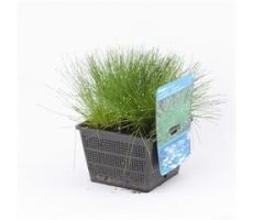 Scirpus cernuus P18 - afbeelding 1