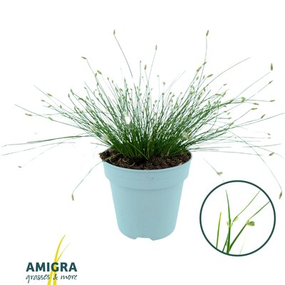 scirpus isolepsis pot 15 cm