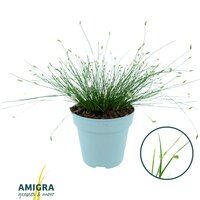 scirpus isolepsis pot 15 cm