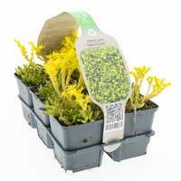 sedum acre yellow queen, 6-pack - afbeelding 1