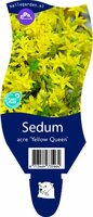 sedum acre yellow queen, 6-pack