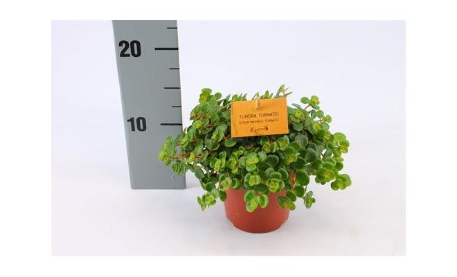 Sedum makinoi 'Kosmosje, pot 12 cm, h 20 cm