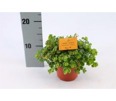 Sedum makinoi 'Kosmosje, pot 12 cm, h 20 cm