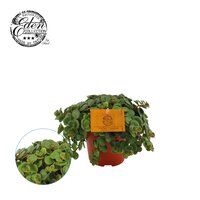 Sedum makinoi 'Kosmosje, pot 12 cm, h 20 cm