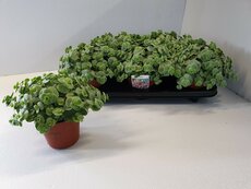 Sedum sieboldii, pot 10,5 cm,  h 15 cm