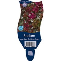 Sedum sp. Spot On Deep Rose P11