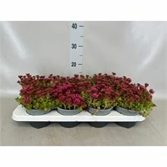 Sedum spurium, pot 13 cm, h 15 cm