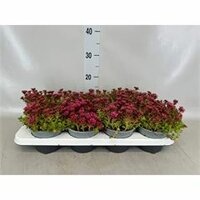 Sedum spurium, pot 13 cm, h 15 cm