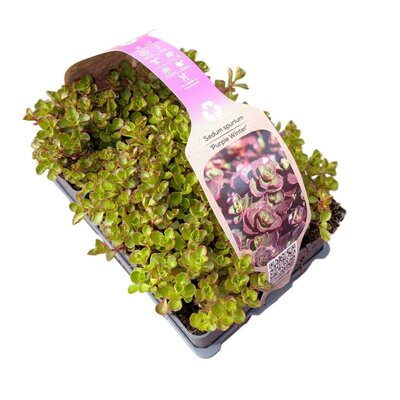Sedum spurium Purple Winter 6-pack