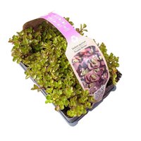 Sedum spurium Purple Winter 6-pack