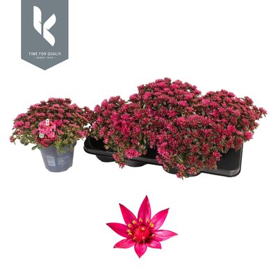 Sedum spurium 'Spot on deep Rose, pot 15 cm, h 25 cm