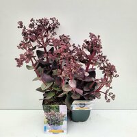 Sedum tel. Sed. Ch. Chocolate P11