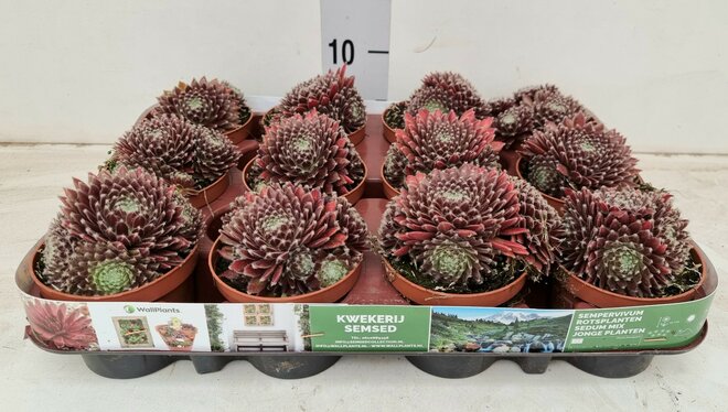 Sempervivum lyon, pot 9 cm, h 15 cm