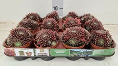 Sempervivum lyon, pot 9 cm, h 15 cm