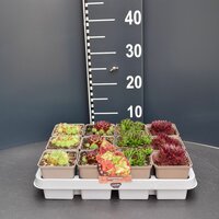 Sempervivum ...mix