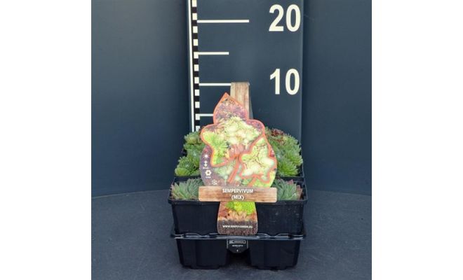 Sempervivum Mix, 6 pack, draagtray - afbeelding 1