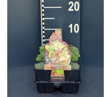Sempervivum Mix, 6 pack, draagtray - afbeelding 2
